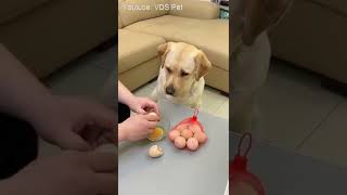 Funniest & Cutest Labrador dog Funny dog Video