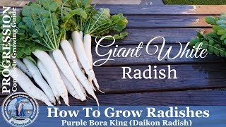 How to Grow Radishes (Complete Growing Guide) Giant White Radish