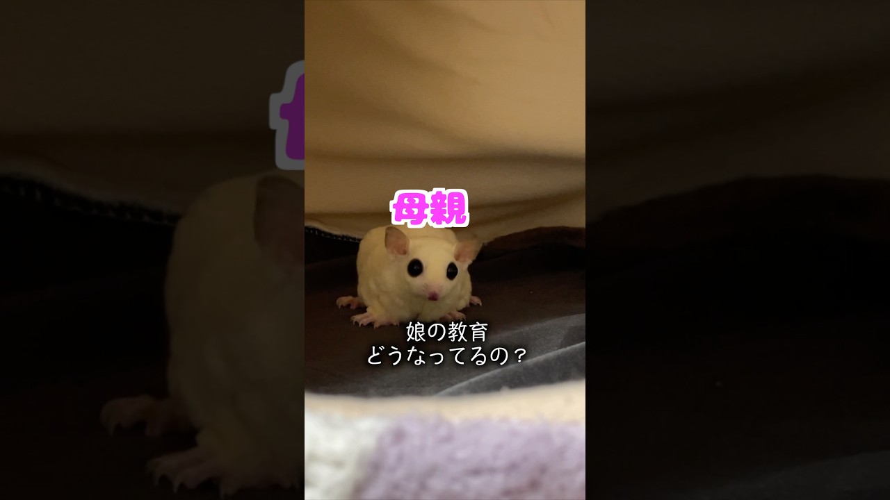 【フクモモ食い逃げ】父と娘の犯行…育ての難しさよ#フクロモモンガ#シュガーグライダー#エキゾチックアニマル