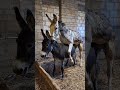 Rural Life Donkey Mating