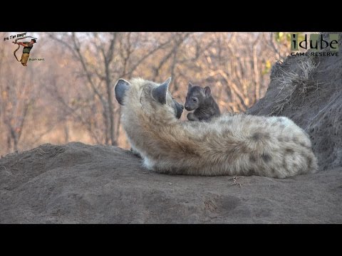 Watching Hyenas, Part 18