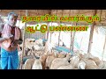 செம்புலி ஆடு வளர்ப்பு செம்மறி ஆட்டு �