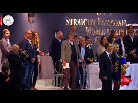 N.56 HILALA AL WAAB - SEWC 2017 - Colts Championship (Class 9)