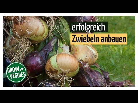 Successfully growing onions | Growing vegetables in the garden  @gartengemüsekiosk