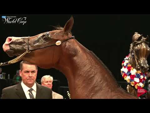 N.173 PCF CRYSTAL VISION - LAS VEGAS 2019 - Arabian World Cup Senior Mares ATH (Class 103).mp4