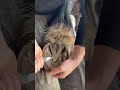 Just 19 Seconds Of Hoof Cleaning Starting Frog Trim Asmr Horse Farrier Satisfying Foryou