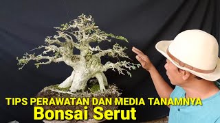 Download lagu HOW TO MAKE SERUT BONSAI GROW THRILY mp3 Download lagu HOW TO MAKE SERUT BONSAI GROW THRILY mp3