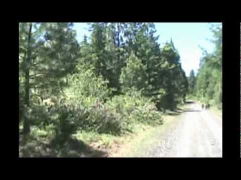 McCubbins Maicos Husqvarnas