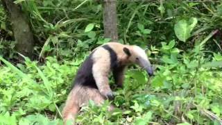 preview picture of video 'ANTeater (ANT-EATER) filmed at www.maramar.us PLAYA SANTA TERESA, COSTA RICA'