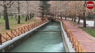 Kuğulu Tabiat Parkında Gürlevik Patladı Sular Coştu