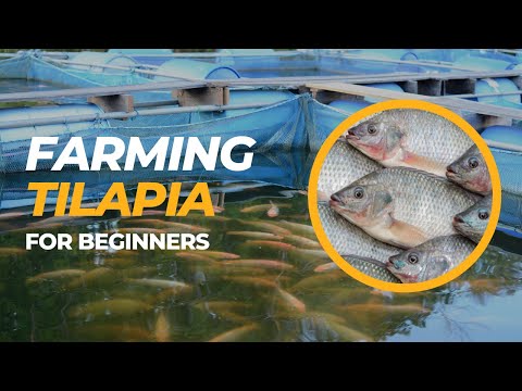 , title : 'Tilapia Farming For Beginners - Farm with Tilapia'