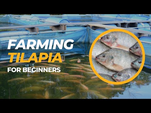 Tilapia Farming For Beginners - Farm with Tilapia