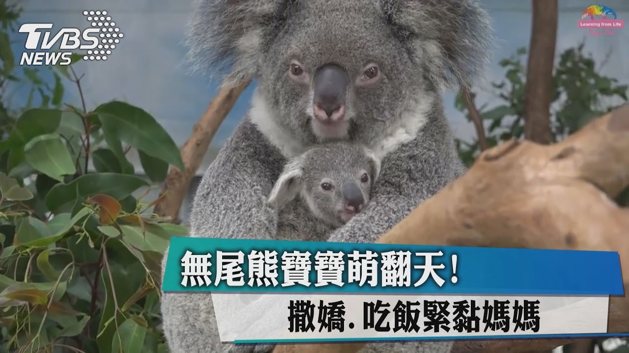 融化惹!無尾熊寶寶萌翻天 撒嬌緊黏媽媽