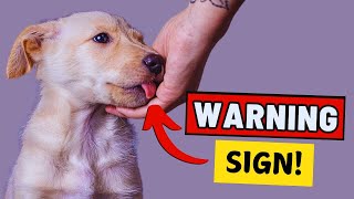 7 Signs Your Dog Dislikes You