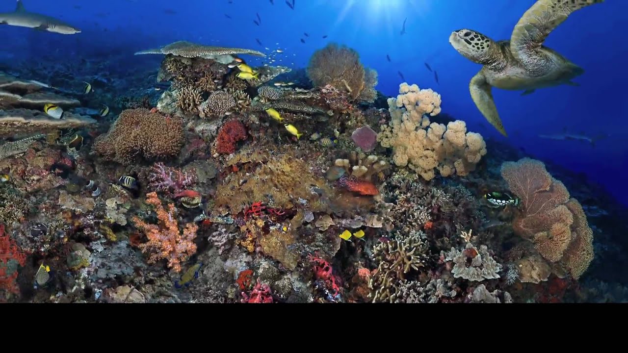 PortraitofaCoralReef HD