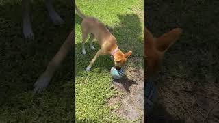 Video preview image #1 Labrador Retriever-Mountain Cur Mix Puppy For Sale in Royal Palm Beach, FL, USA