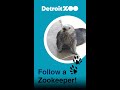 Detroit Zoo Be A Sea Otter Zookeeper For A Day