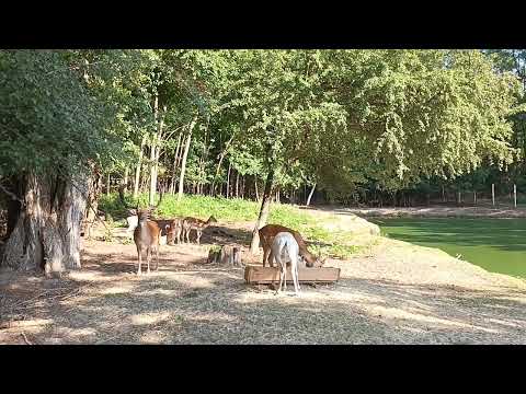 Az utolsó pillanatok 🍀👀 dámszarvasok 💖