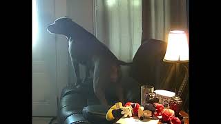 Pit bull sleeping in my chair