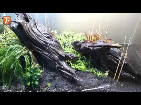 Aquascape timelapse "The making of Vibrance"