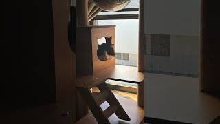 猫の日常 #love