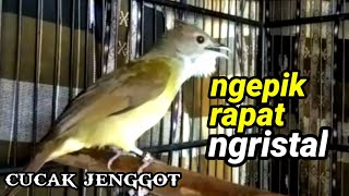 Download lagu CUCAK JENGGOT NGEPIK RAPAT mp3