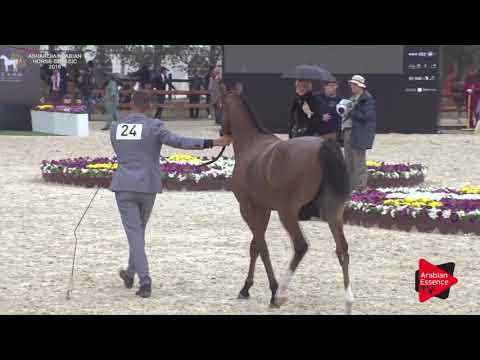 N.24 RAHBAH ATHBAH - Asharqia Classic 2018