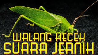 Download lagu Suara Walang Kerik Jernih Untuk Masteran | Belalang Kecek MP3 mp3