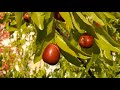 Picking Jujube Chinese Date Ziziphus Jujuba In Germany