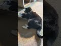 My Cat Sunny Attacking My Shoe We Love Our Cats