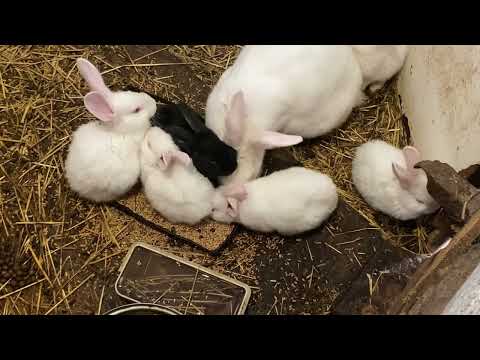 Bunnos, Buns, & Wabbits - Internet Names for Bunnies