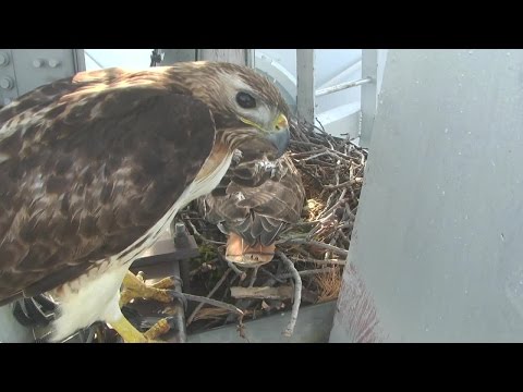 Hawks on Channel 2 tower nesting on eggs