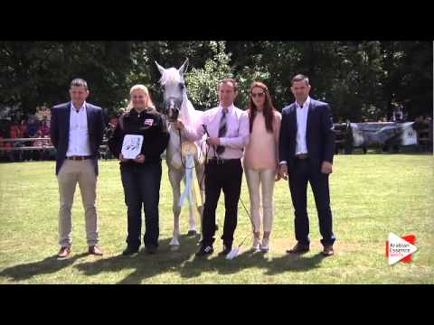 2nd place - N.24 DORSENIA - Bruges 2015 National - Junior Fillies Championship (Class 12)