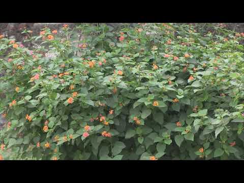 MIX ENTRE LICOR Y LICOR, EL ALIZAL, MI DICCIONARIO