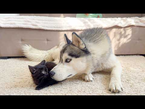 YouTube 썸네일