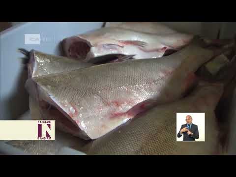 Campaña de alevinaje en Artemisa: comienza la siembra en estanques de San Cristóbal