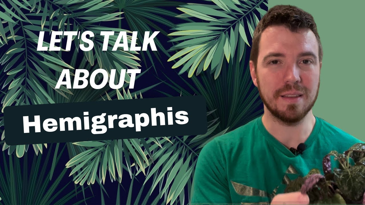 Let's Talk about Hemigraphis