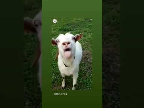 bode engraçado 😂#cabrito#bode#animais#shorts 😻🐏