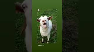 bode engraçado 😂#cabrito#bode#animais#shorts 😻🐏