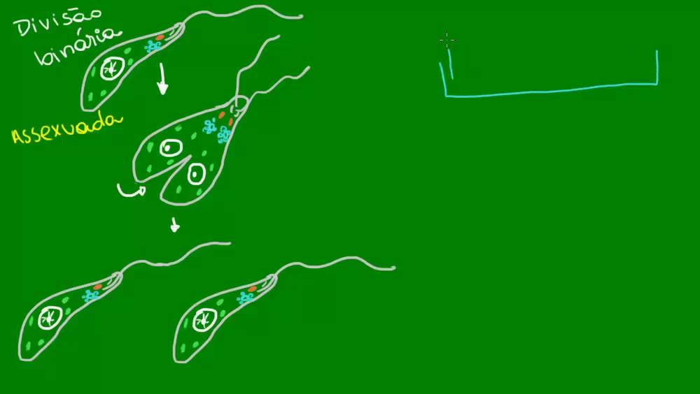 Reprodução assexuada das algas unicelulares - Diversidade dos Seres Vivos - Biologia