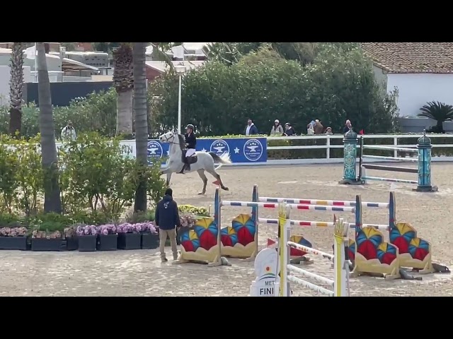 Entire Selle Fran&ccedil;ais For sale 2017 Grey