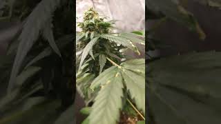 Haze Berry-Royal Queen Seeds