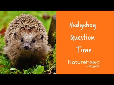 Hedgehog Question Time