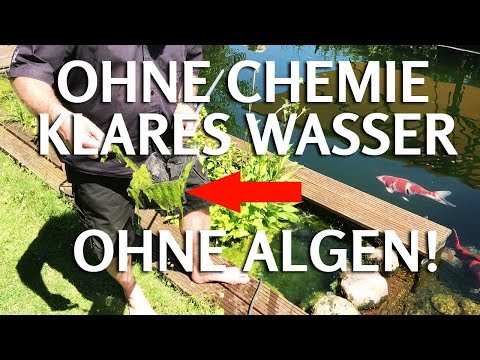 OHNE CHEMIE klares Teichwasser ohne Fadenalgen & Schwebealgen im Koiteich
