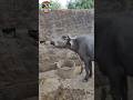Buffalo Sound Baffalo Cow Village Animals Shorts Shortvideo Sound Buffalosound Animalsound