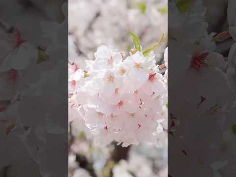 【ききょうPV】さくら2025 #さくら ＃ケツメイシ #神戸 #桜 #blossom #japan