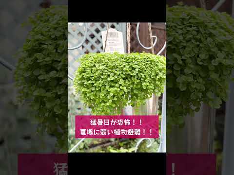 あなたの家に採用すべきメンテナンスフリーの永続的なグランドカバーはどれですか?あなたにおすすめのトップ 3!  庭園