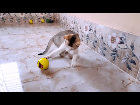 Kitten Playing With Ball _ Cat Fun Videos
