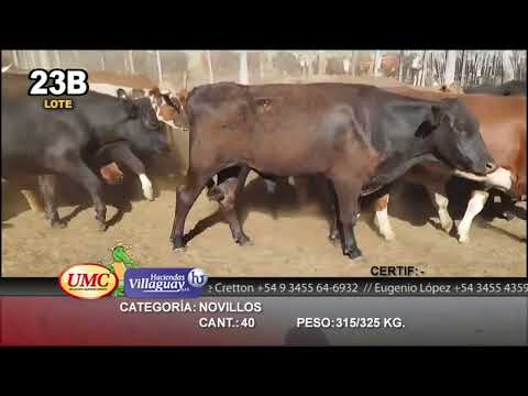 Lote 40 Novillos en Paraná, Entre Ríos