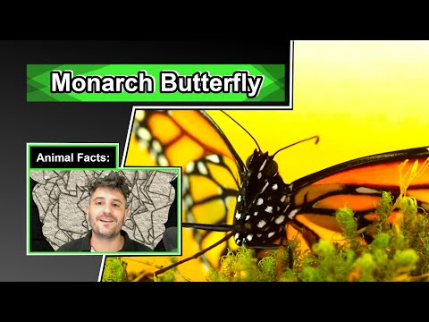 image-What are five facts about monarch butterflies?
